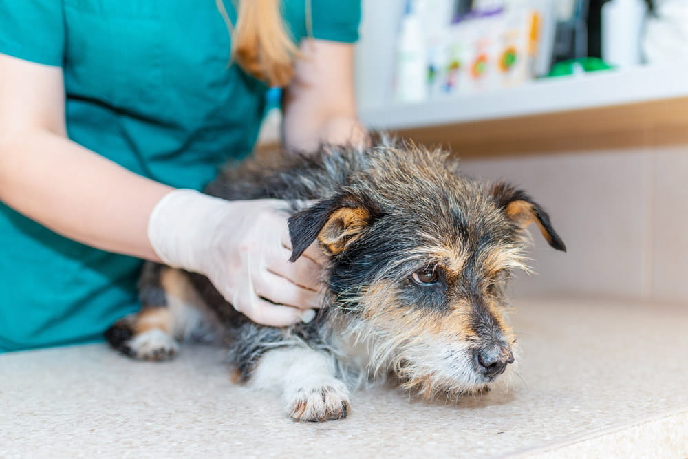 Hund in der Tierarztpraxis